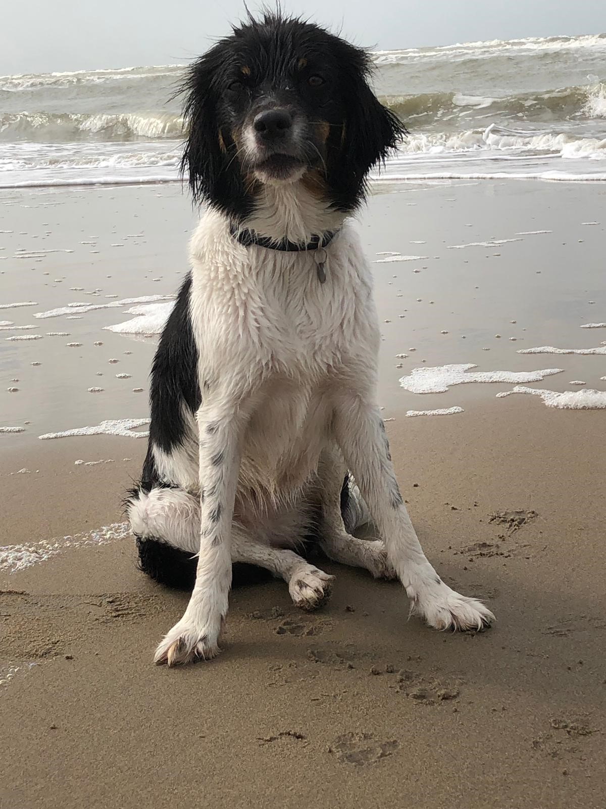 Dan neem je toch een hond !