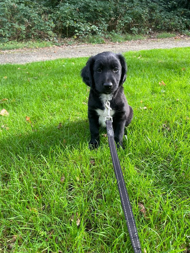 6 redenen waarom je geen puppy moet nemen bij een onvervulde kinderwens coaching bij een onvervulde kinderwens